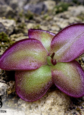 【新品】劳立氏捕虫堇Pinguicula “SCH Lorix”栩园培育