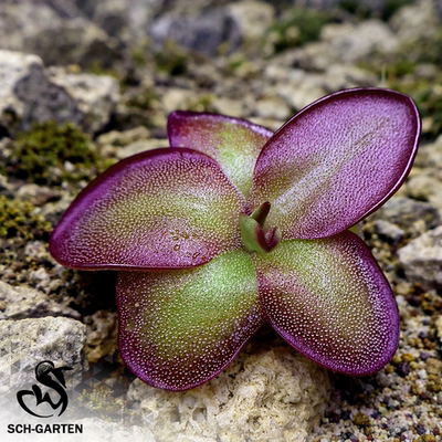 【新品】劳立氏捕虫堇Pinguicula “SCH Lorix”栩园培育