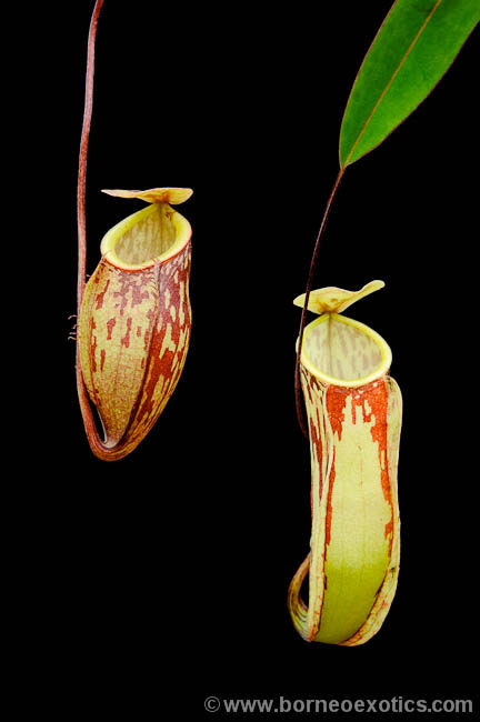 【新品】巧克力(无毛)猪笼草丨nepenthes glabrata丨食虫植物
