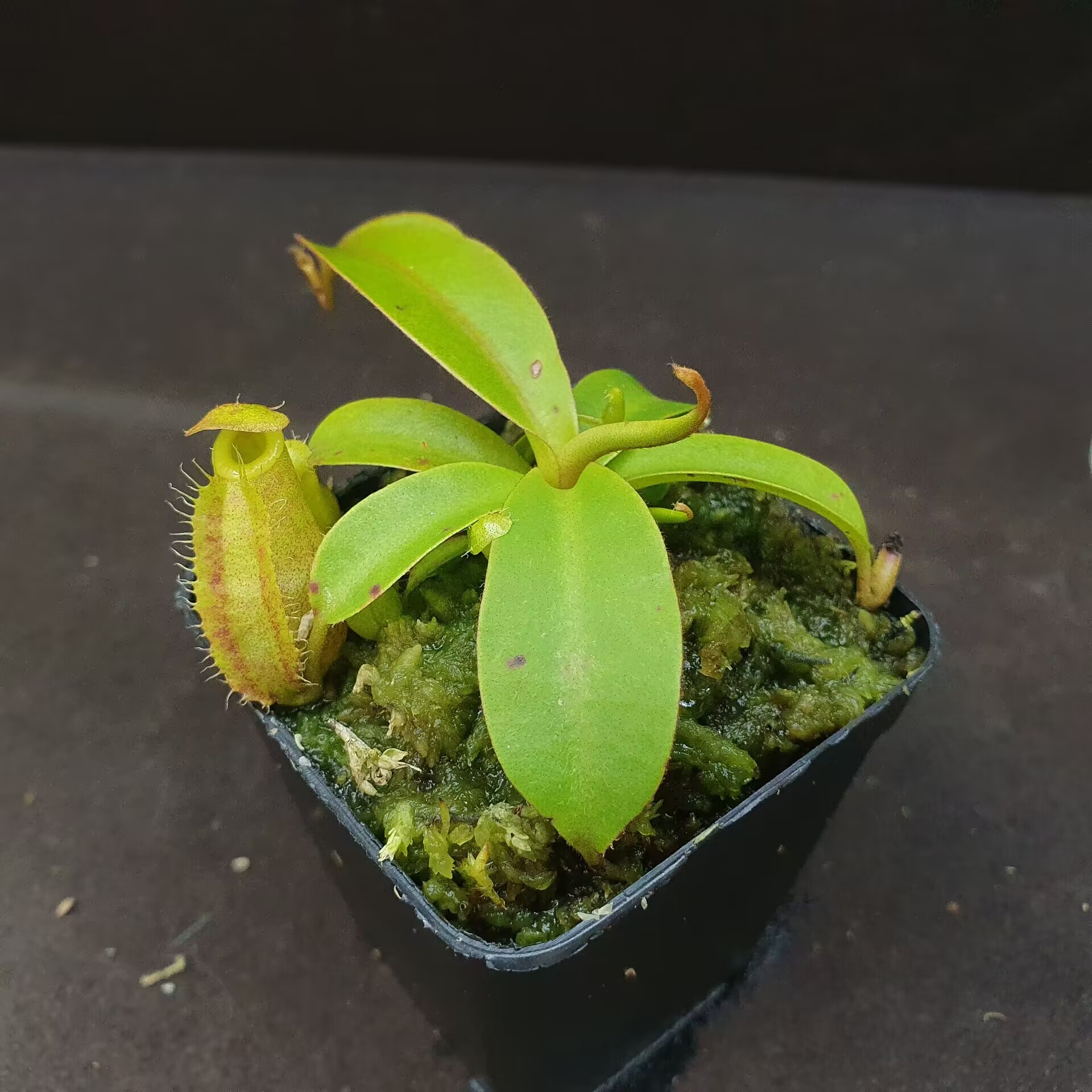 【豐收季】（匙葉X欣佳浪山）x萊昂納多 0724 7.5CM 帶3顆側(cè)芽