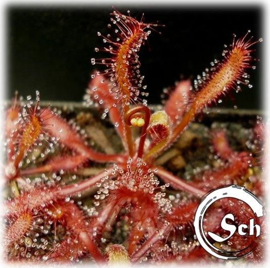 Drosera riparia丨河畔茅膏菜丨食虫植物