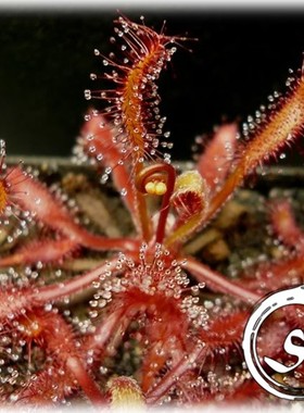 Drosera riparia丨河畔茅膏菜丨食虫植物