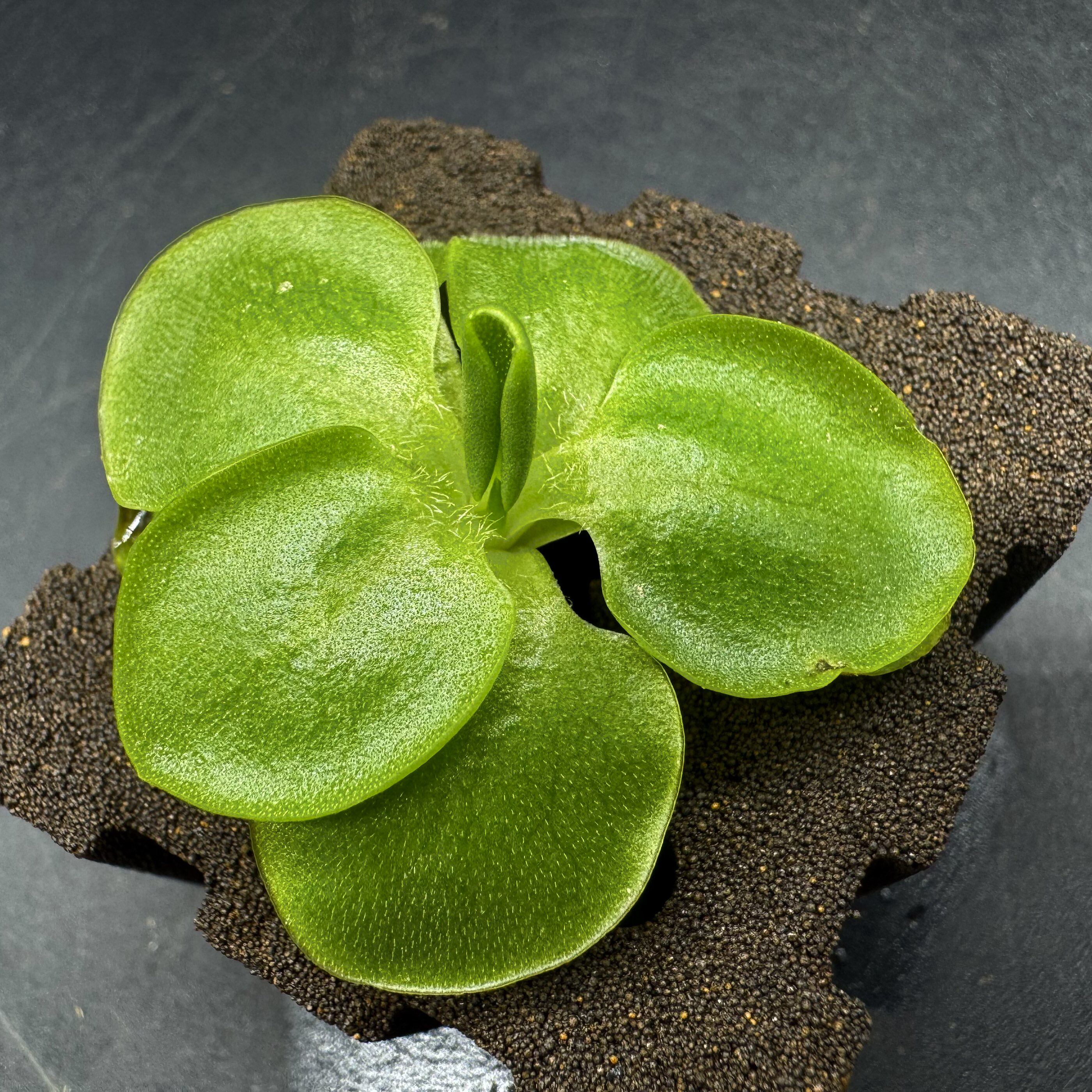 【新品】BCP大叶捕虫堇（对版）Pinguicula macrophylla