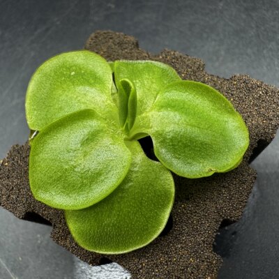 【新品】BCP大叶捕虫堇（对版）Pinguicula macrophylla