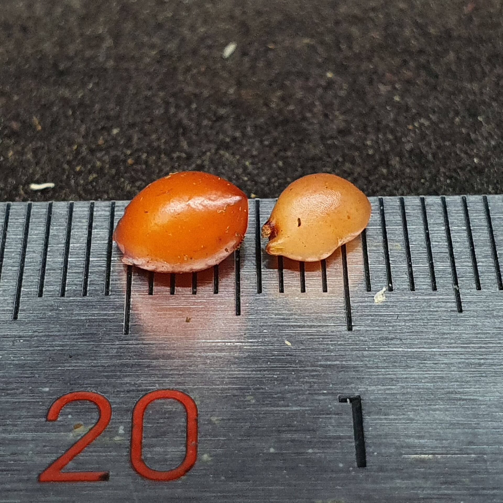 【丰收季】大叶＋管柱球茎茅膏菜  休眠茎