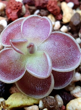 【丰收季】【新品】墨兰s×豪玛维L9014捕虫堇  2.5CM