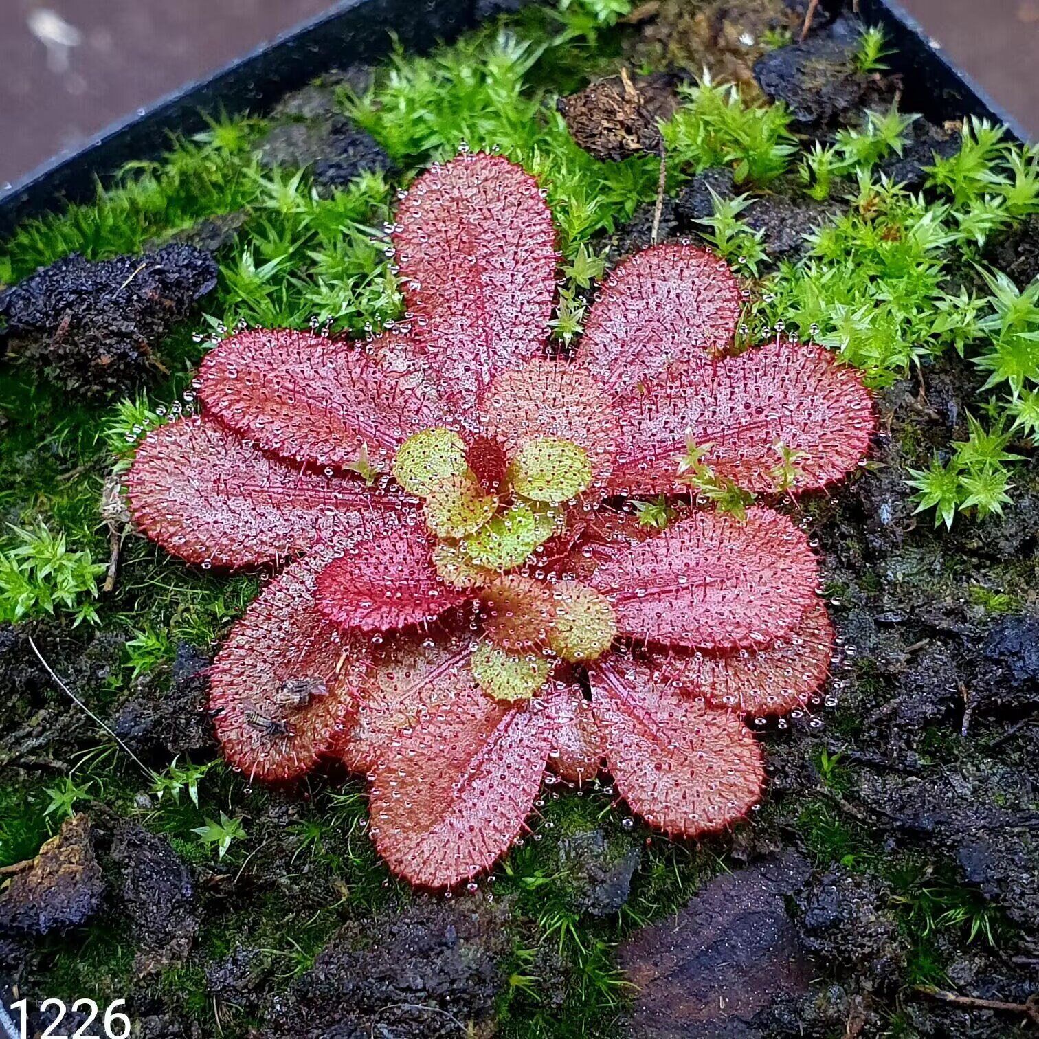 【丰收季】喇叭球根茅膏菜 两颗 2.5+3.5CM