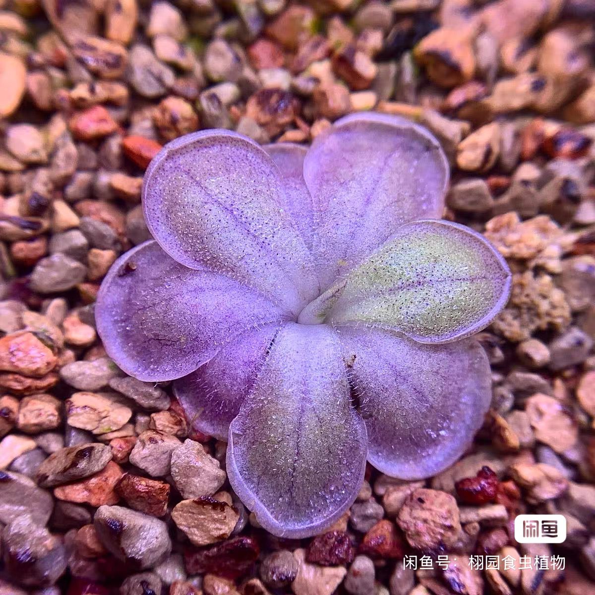 【新品】奇奇卡斯特南戈墨兰x圆切捕虫堇丨栩园培育