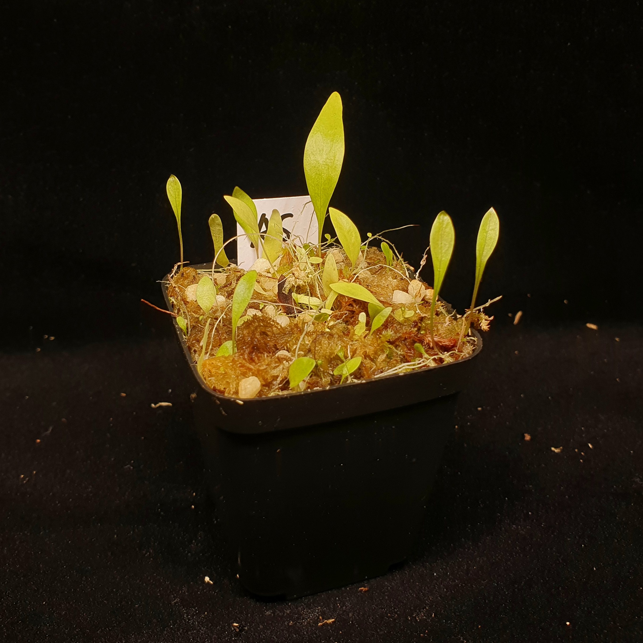 【丰收季】阿斯普伦德狸藻0312，花盆5.5×5.5CM，叶子密度大