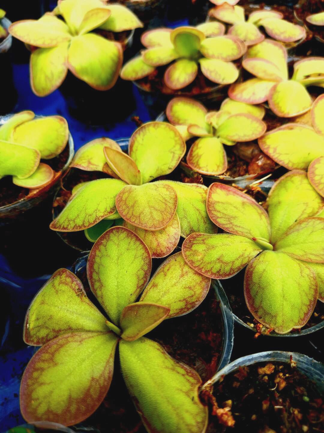 【新品】BCP立叶捕虫堇 叶脉明显品种Pinguicula rectifolia