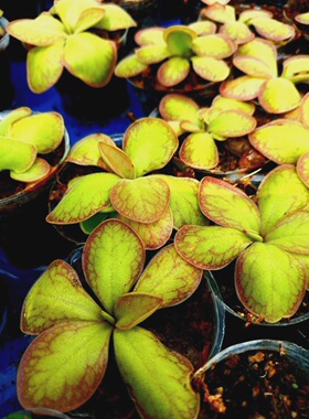 【新品】BCP立叶捕虫堇 叶脉明显品种Pinguicula rectifolia