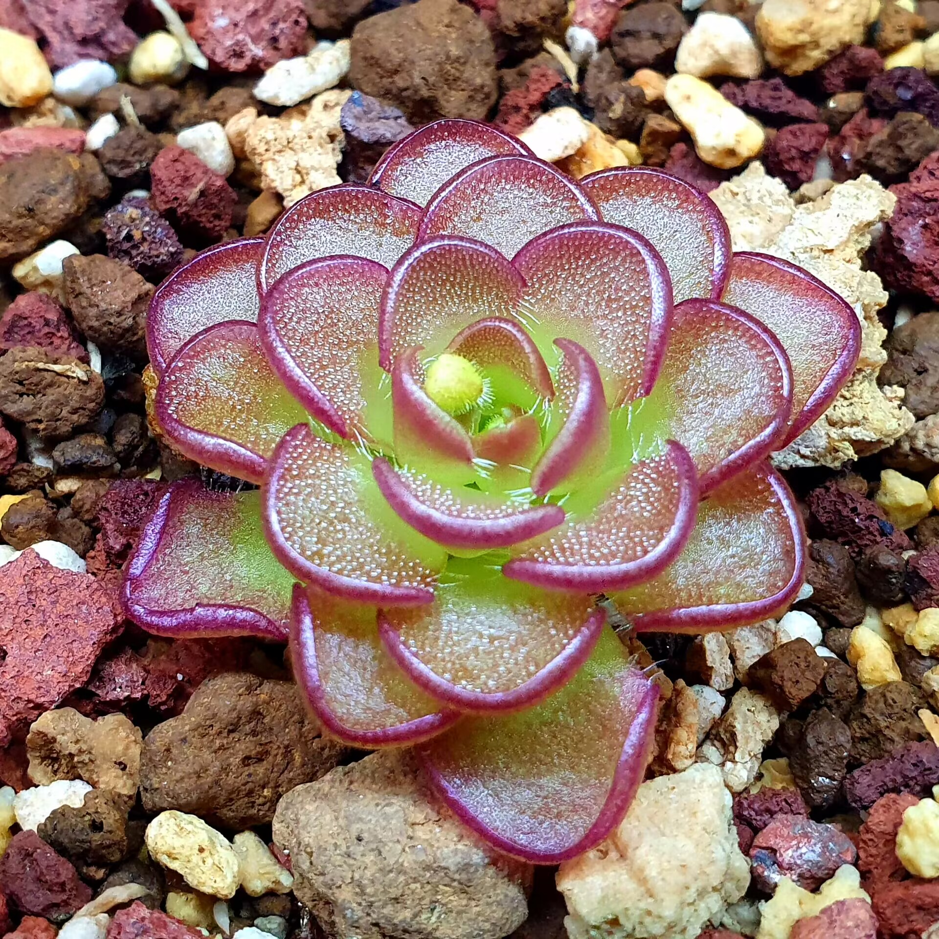 【丰收季】近藤捕虫堇1104 3.2CM
