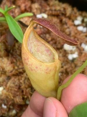 【新品】TC细猪X风铃猪笼草丨Nepenthes tenuis x campanulata