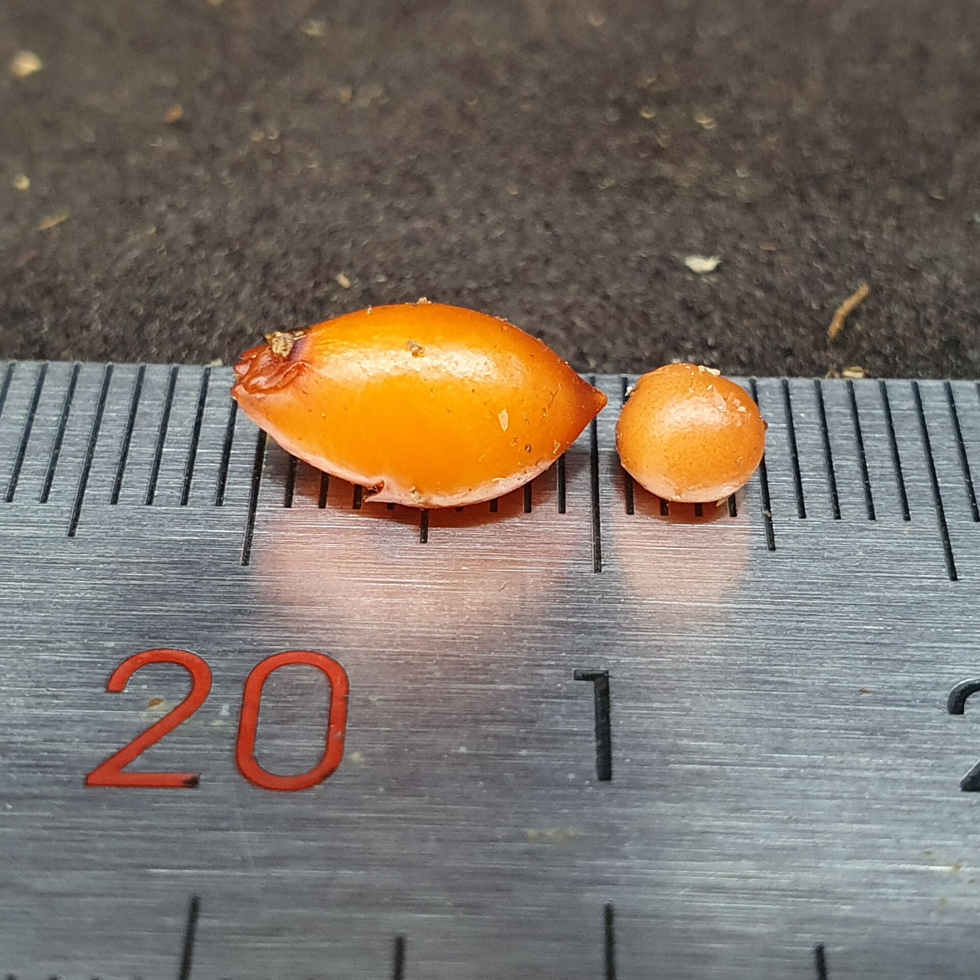 【丰收季】混合球茎茅膏菜6号 休眠茎