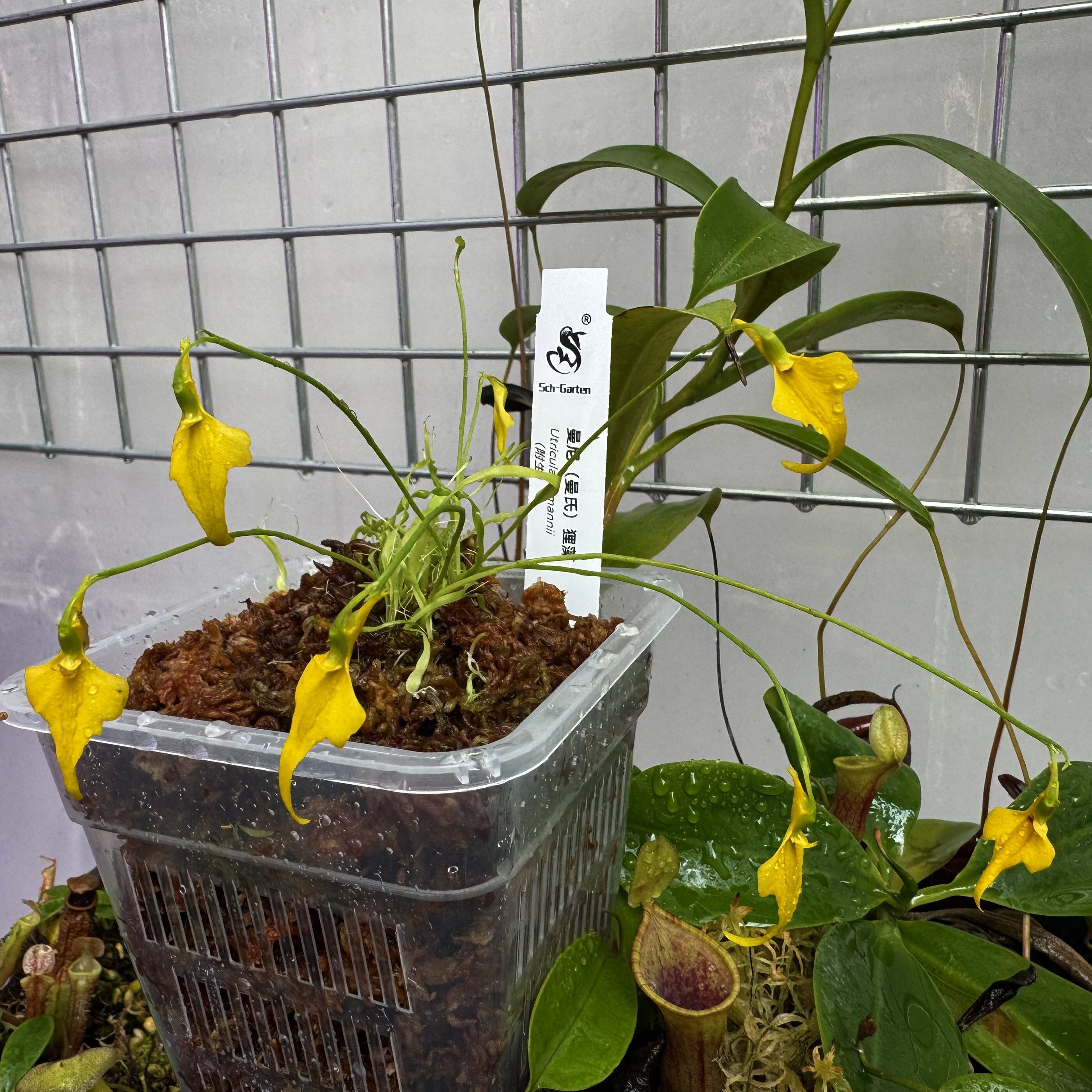 曼氏（曼尼）狸藻丨Utricularia mannii丨非洲附生型狸藻