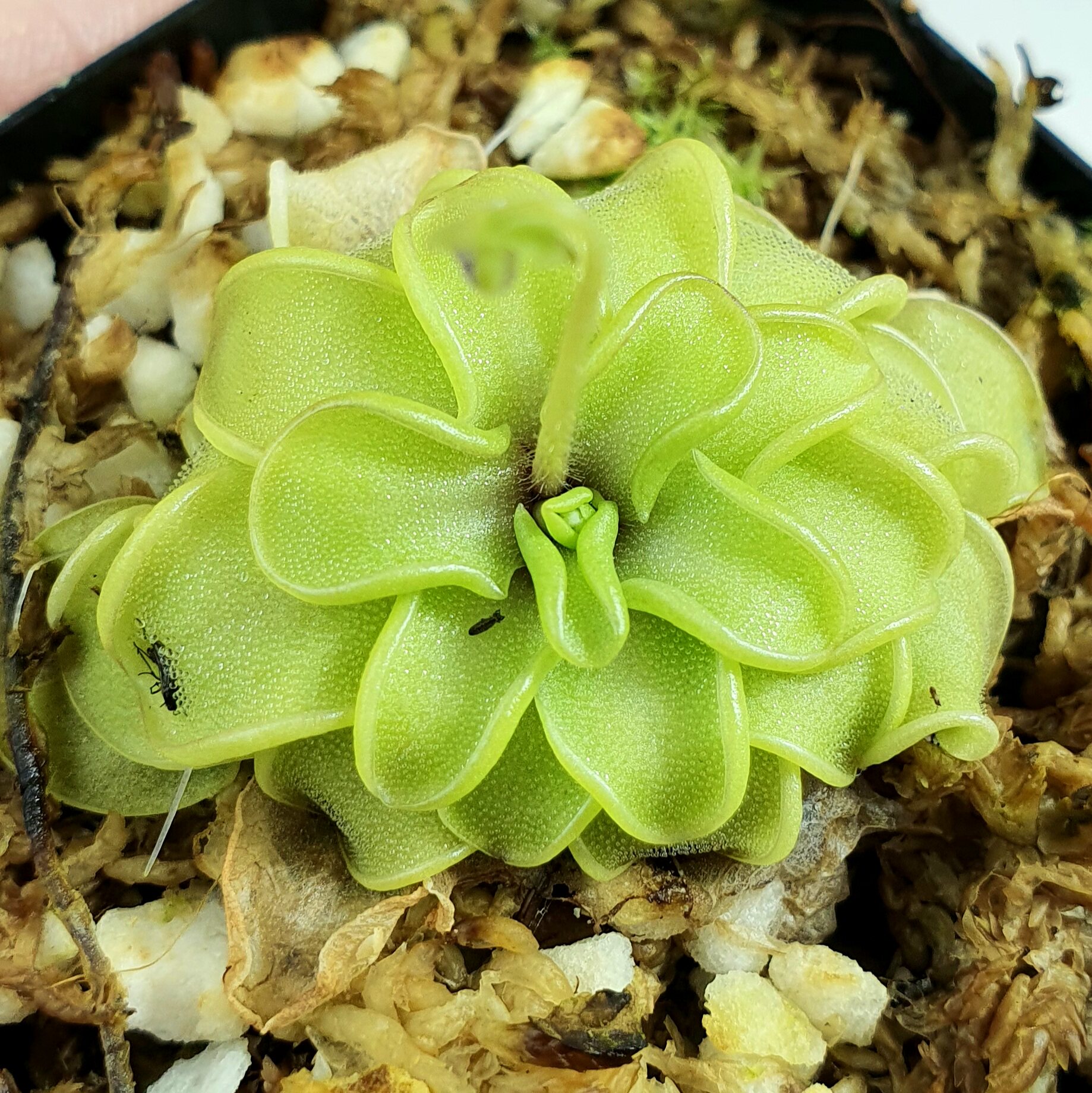 BCP全绿紧凑凹瓣捕虫堇Pinguicula emarginata(all green )