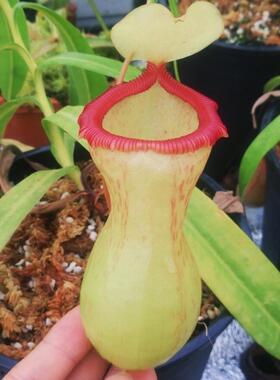 【新品】BCP葫芦猪笼草 个体随机丨N.ventricosa丨食虫植物