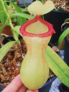 个体随机 BCP葫芦猪笼草 食虫植物 新品 N.ventricosa