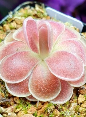 【新品】德尔塔δ捕虫堇 Pinguicula 