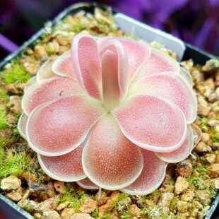 【新品】德尔塔δ捕虫堇 Pinguicula 