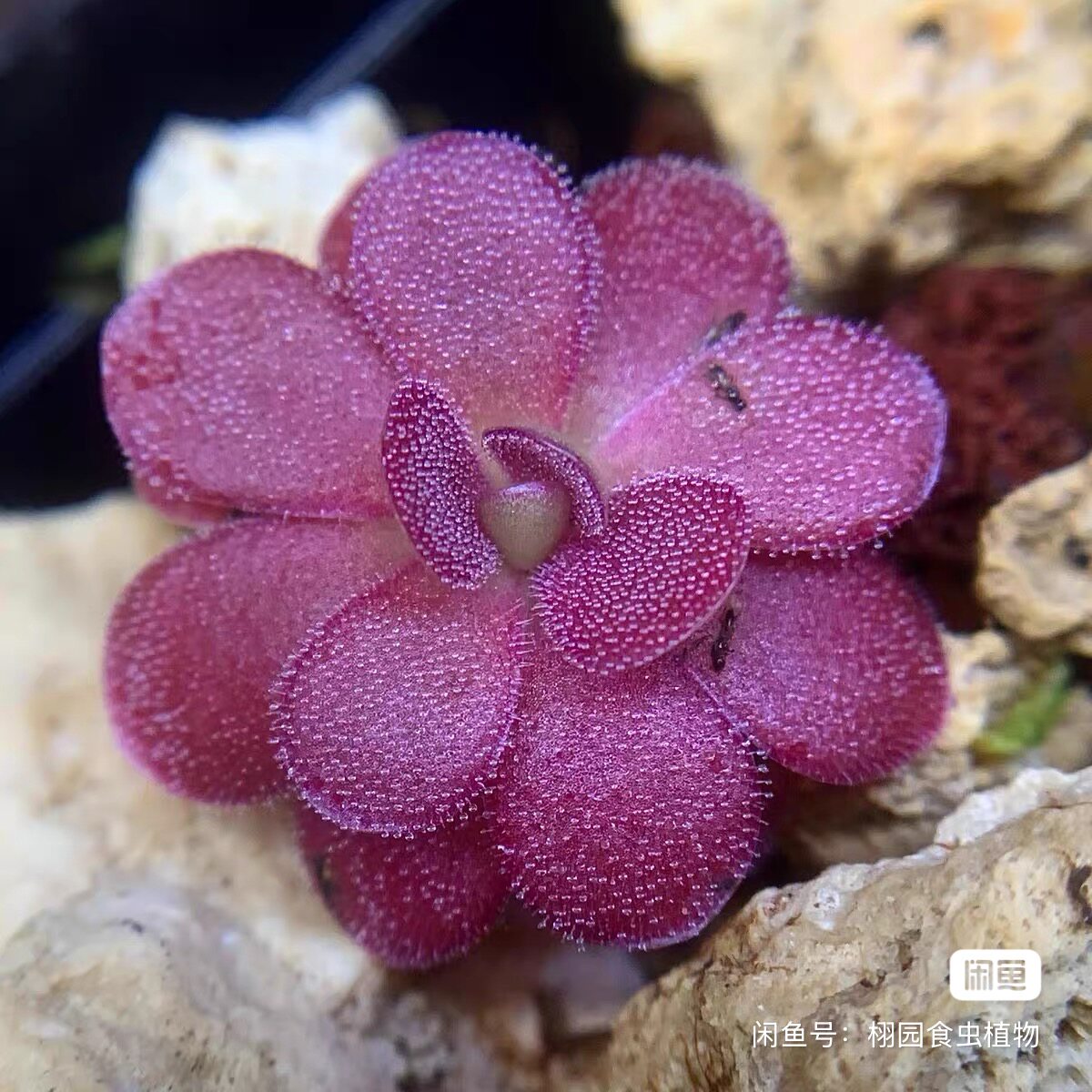 乔安娜捕虫堇丨Pinguicula 