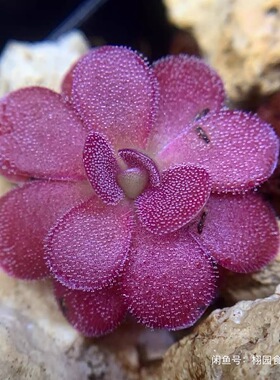 乔安娜捕虫堇丨Pinguicula 