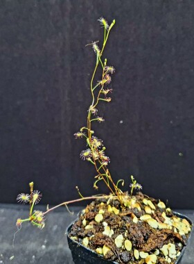 【丰收季】曲干茅膏菜1106   4颗  9.5CM