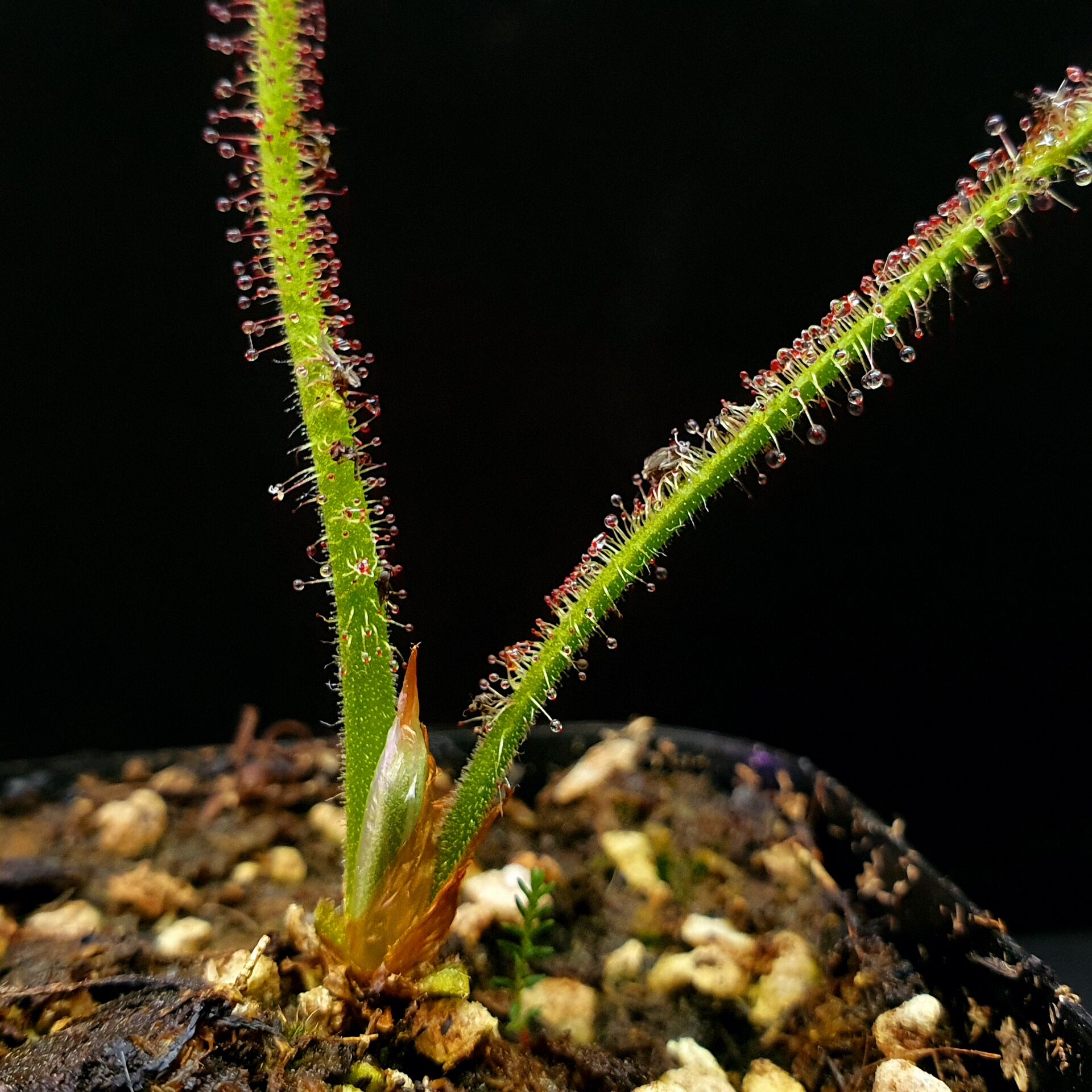 【丰收季】草叶茅膏菜D. graminifolia19号 12CM