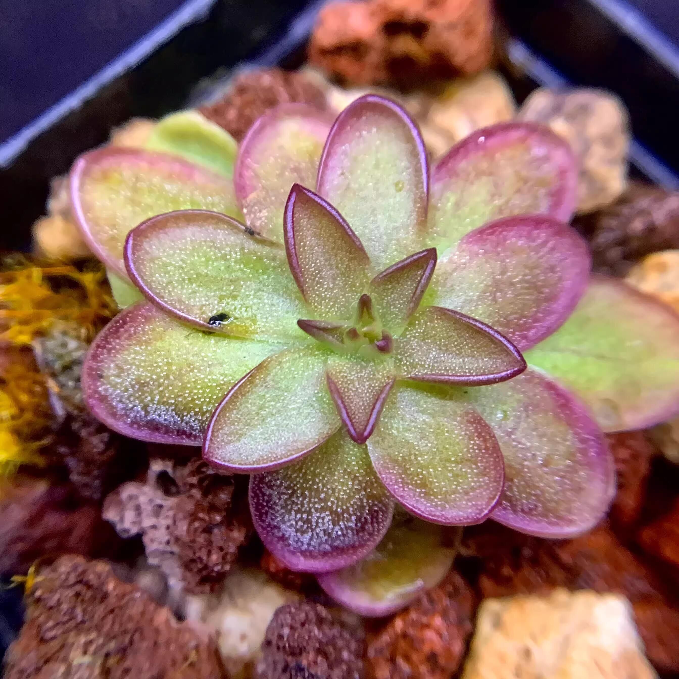 奇奇卡斯特南戈墨兰X立叶捕虫堇 P.moranensis x rectifolia