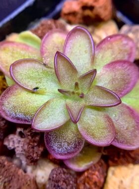 奇奇卡斯特南戈墨兰X立叶捕虫堇 P.moranensis x rectifolia