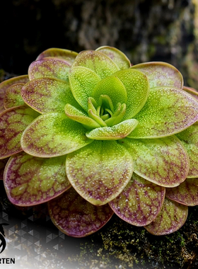 【新品】魔幻马里奥捕虫堇Pinguicula 