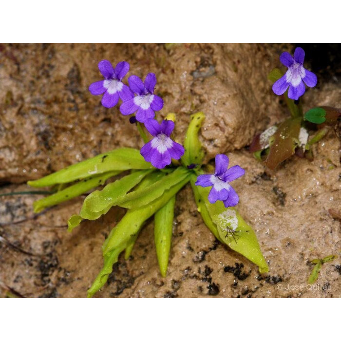 【新品】长叶捕虫堇丨Pinguicula longifolia丨温带