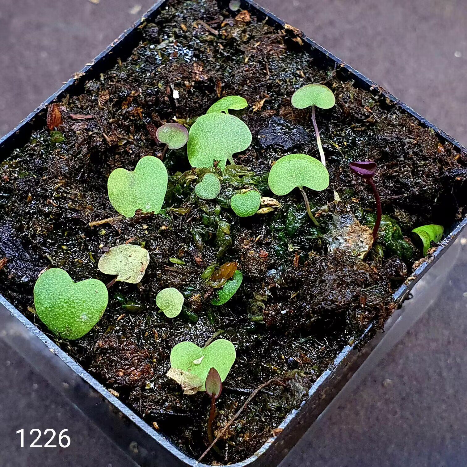 【丰收季】栾瓣×小肾叶狸藻 花盆5.5×5.5CM 状态佳