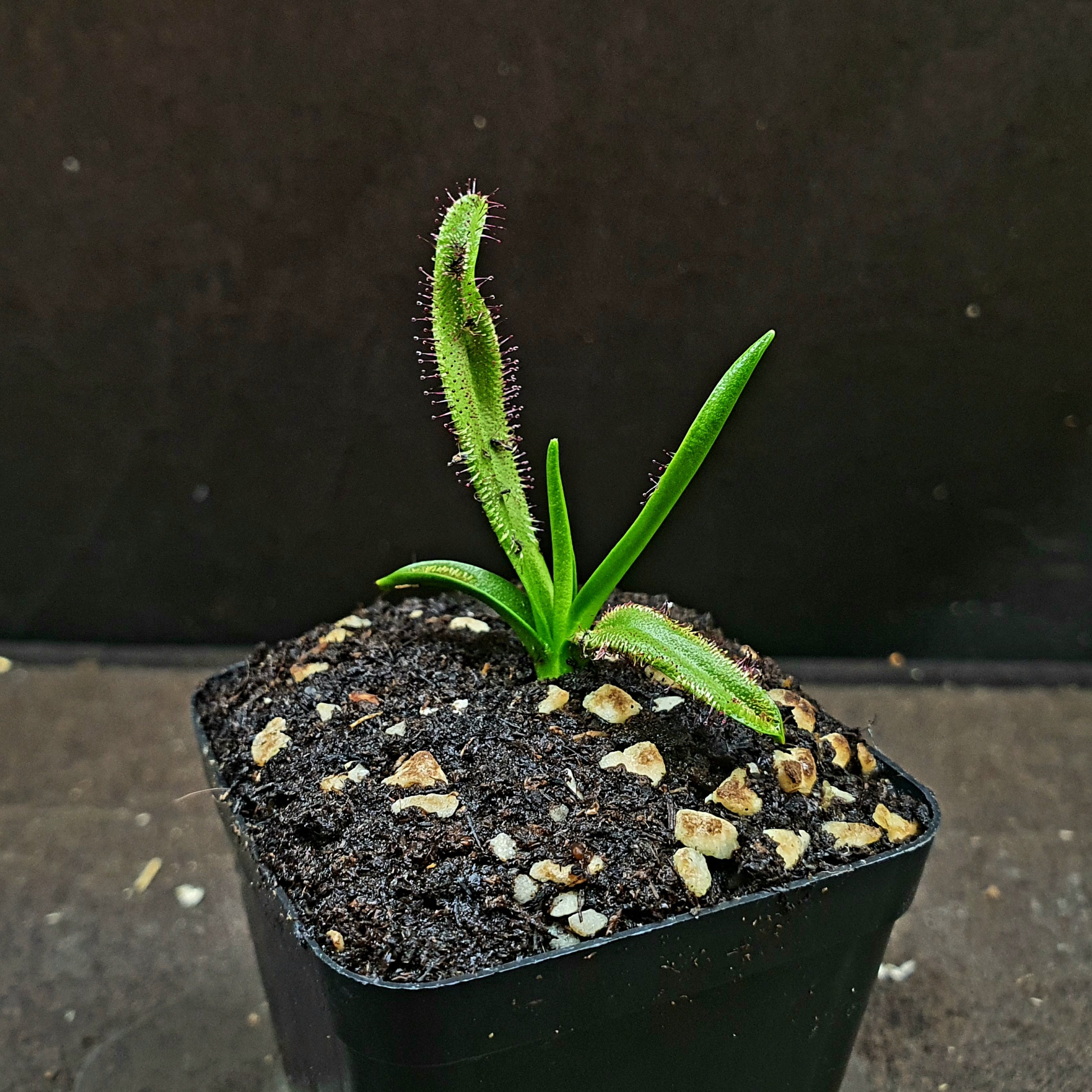 【丰收季】墨菲特茅膏菜0322  大颗，醉高4.3CM