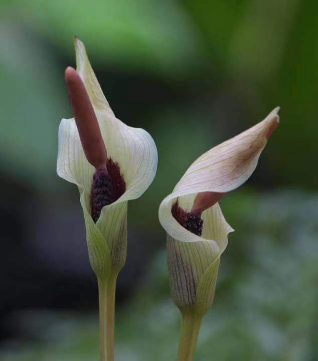 【新品】昂撒考迷你魔芋Amorphophallus ongsakulii 休眠种球一颗