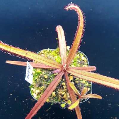 【丰收季】阿帝露茅膏菜  Drosera adelae3号  高8CM  直径15CM