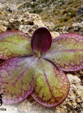 胡墨兰交立叶捕虫堇P. moranensis [Juxtlahuaca] × rectifolia