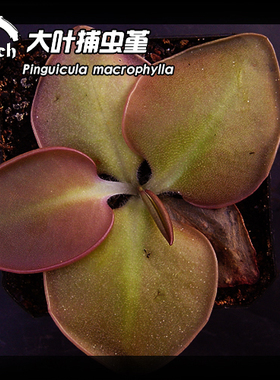 【新品】BCP大叶捕虫堇（对版）Pinguicula macrophylla