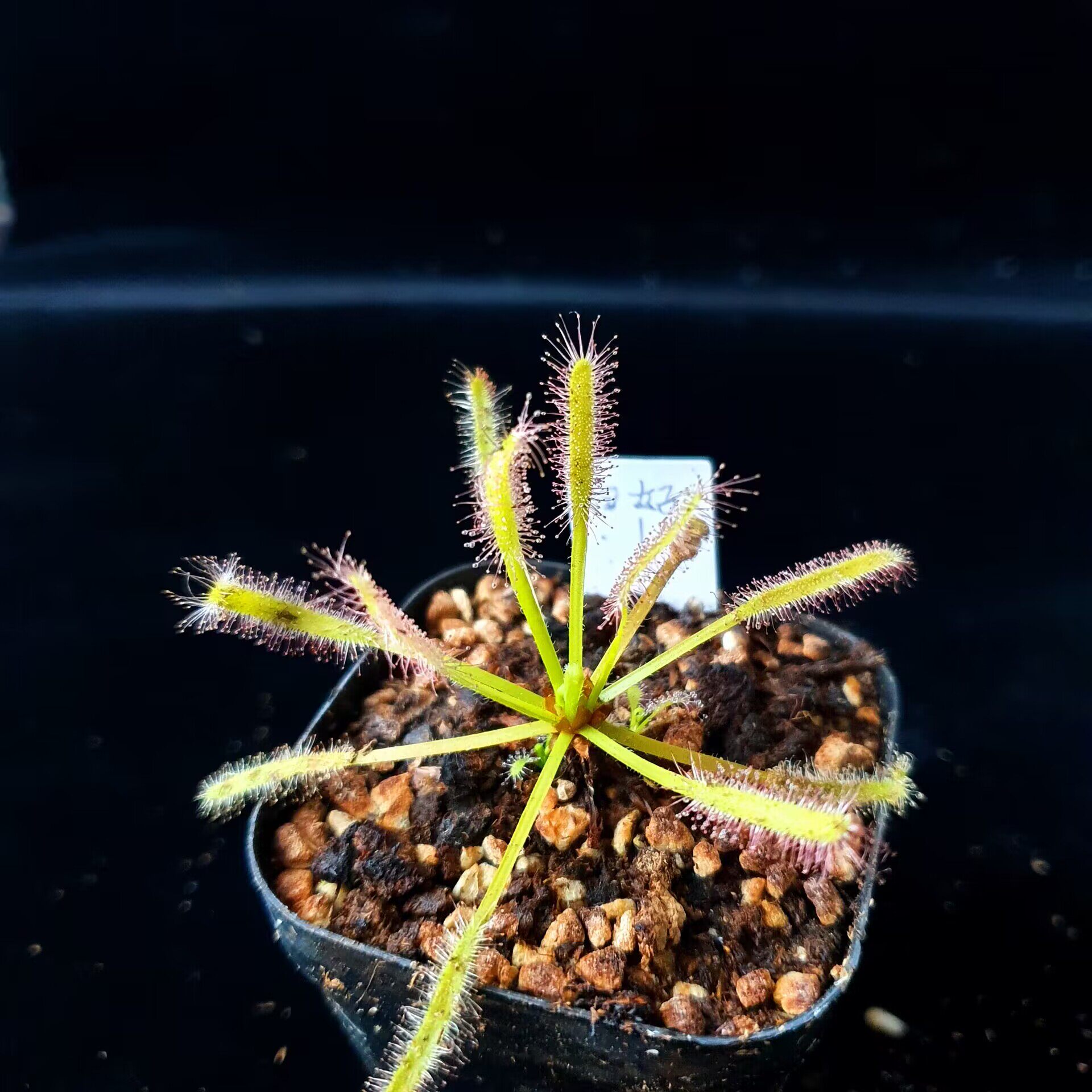 【丰收季】白花好望角茅膏菜1号   高 5cm  直径8cm