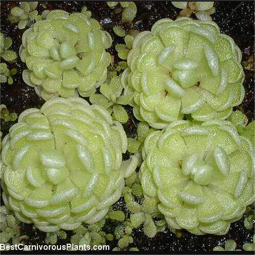 【新品】白花德伯特捕虫堇丨P. debbertiana（white flower）
