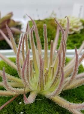 石灰岩（石膏岩）捕虫堇 丨Pinguicula gypsicola