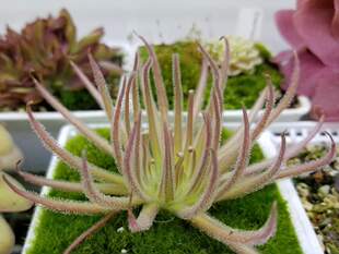 石灰岩(石膏岩)捕虫堇 丨Pinguicula gypsicola