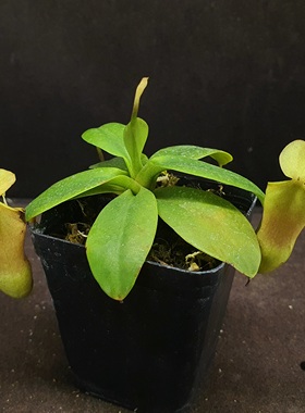 【丰收季】红风铃猪笼草041002   8.5CM