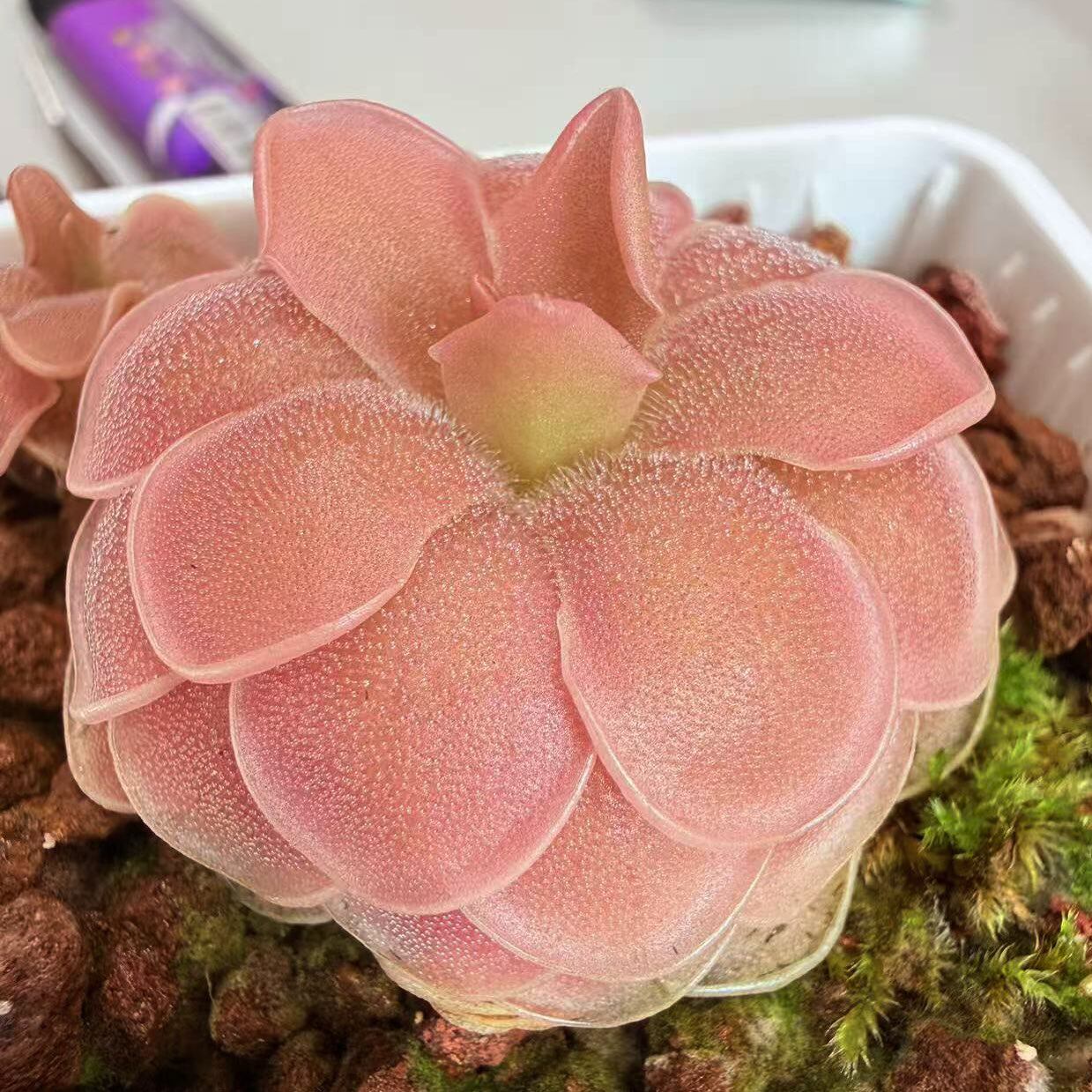 【新品】桃夭捕虫堇Pinguicula “SCH Pink Peachy”栩园培育