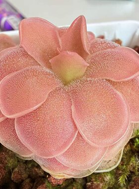 【新品】桃夭捕虫堇Pinguicula “SCH Pink Peachy”栩园培育