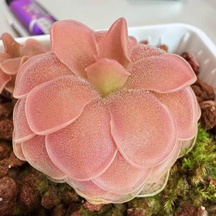 新品 Peachy 桃夭捕虫堇Pinguicula Pink 栩园培育 SCH