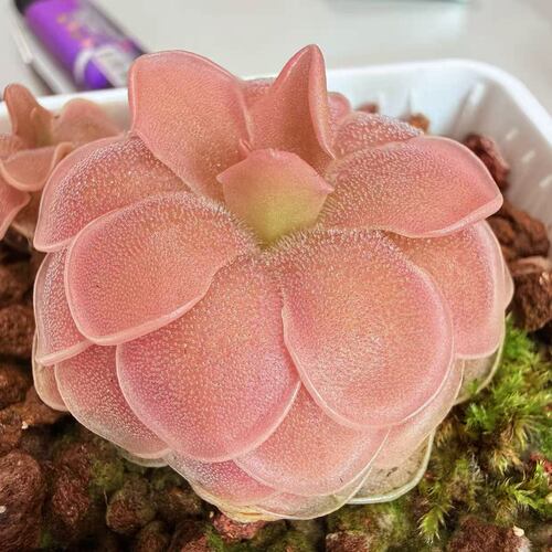 【新品】桃夭捕虫堇Pinguicula “SCH Pink Peachy”栩园培育