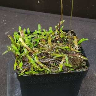 【丰收季】包缠狸藻0919  花盆5.5×5.5CM  密度大  带花茎