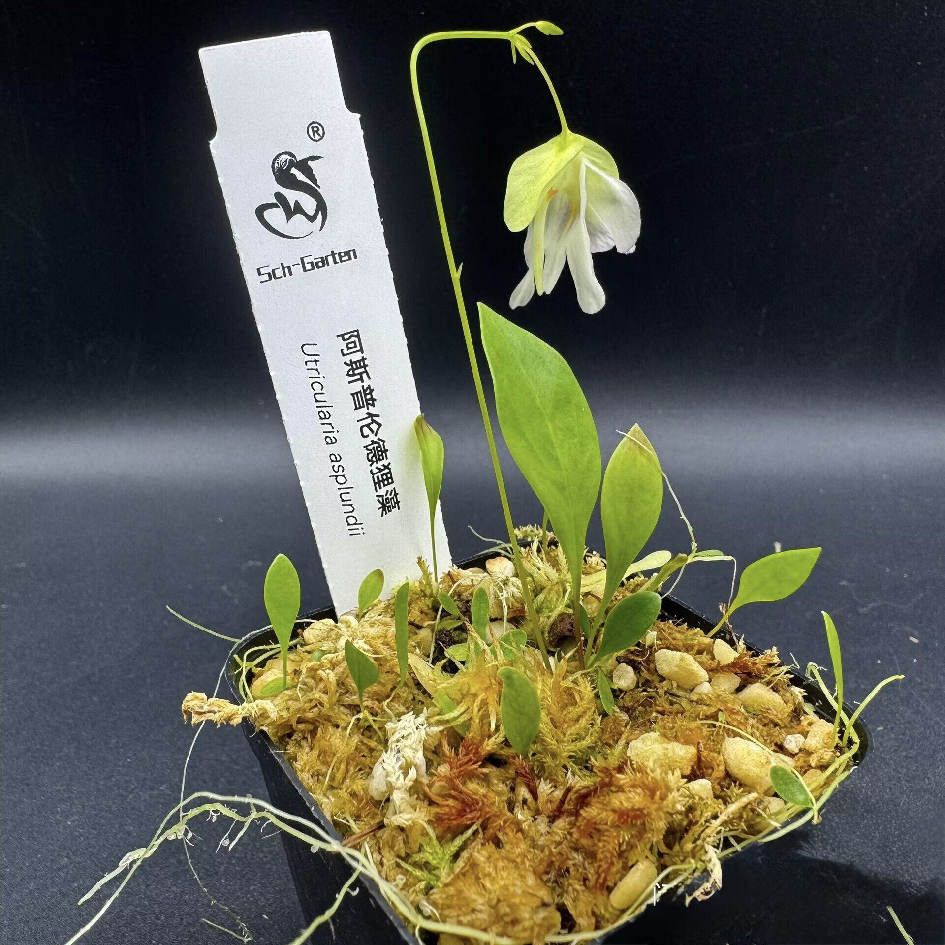 阿斯普伦德狸藻丨Utricularia asplundii丨兰花组狸藻附生型