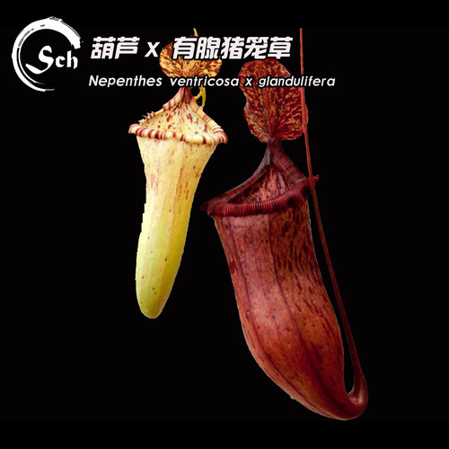 N. ventricosa x glandulifera丨葫芦X有腺猪笼草丨食虫植物